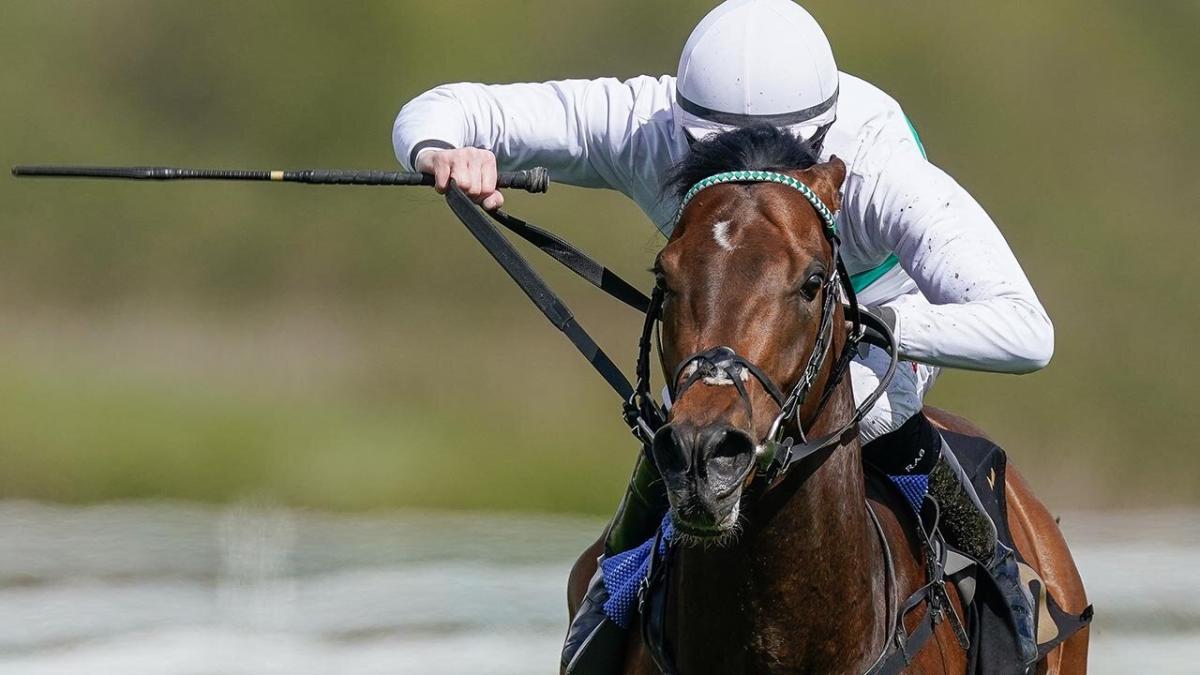 Racehorse Torito